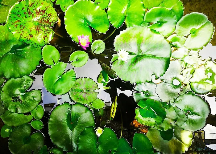 Hotel Noraksoeng Angkor